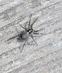 Acantholycosa lignaria