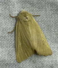 Arenostola phragmitidis