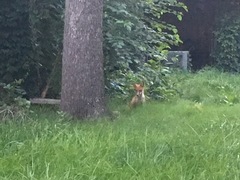 Vulpes vulpes