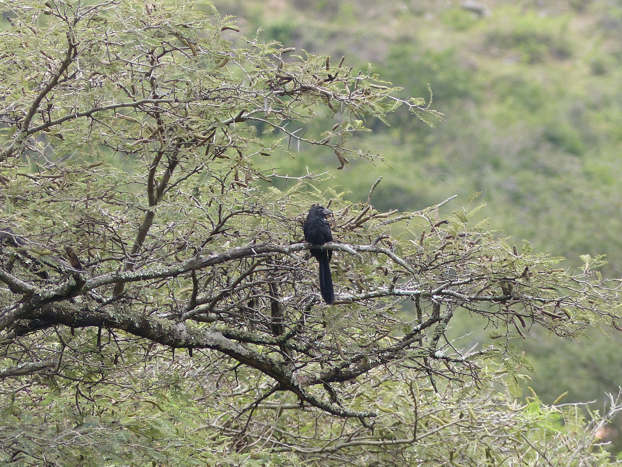 Crotophaga image