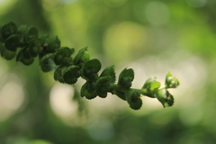 Acalypha macrostachya