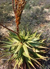 Aloe khamiesensis