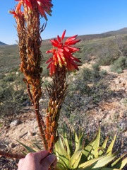 Aloe khamiesensis