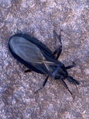 Triatoma protracta