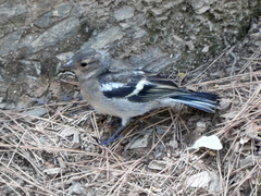 Common Chaffinch photo 5