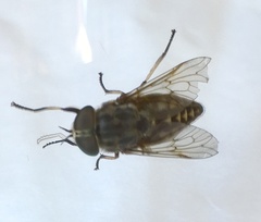 Tabanus autumnalis