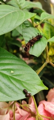 Lepidoptera