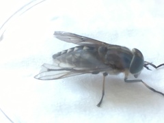 Tabanus autumnalis