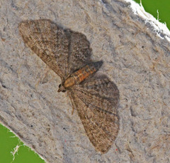 Eupithecia haworthiata