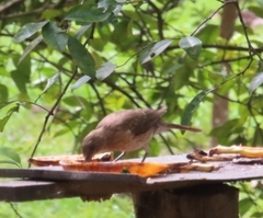Turdus leucomelas