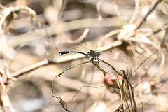 Lamelligomphus formosanus