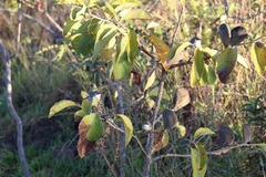 Aspidosperma