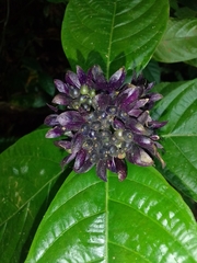 Palicourea suerrensis