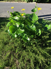 Ficaria verna ficariiformis