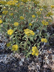 Phedimus kamtschaticus