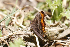 Polygonia oreas