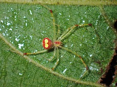 Meotipa spiniventris