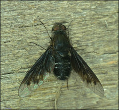 Anthrax chionostigma