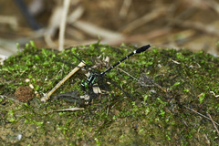 Euthygomphus koxingai