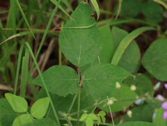 Desmodium canescens
