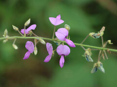 Desmodium canescens