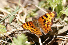 Polygonia oreas