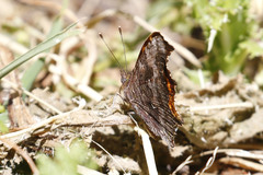 Polygonia oreas