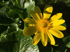Ficaria verna ficariiformis
