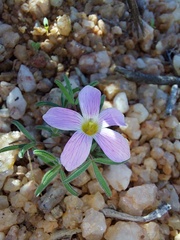 Oxalis exserta