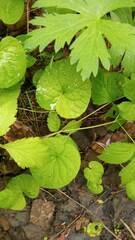 Viola epipsiloides