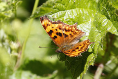 Polygonia oreas