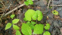 Viola epipsiloides