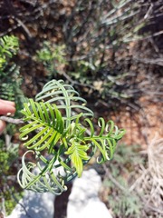 Melianthus pectinatus