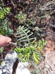 Melianthus pectinatus