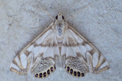 Neocataclysta magnificalis