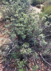 Melianthus pectinatus