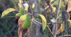 Aspidosperma
