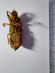 Vagitanus terminalis