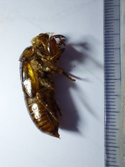 Vagitanus terminalis