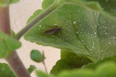 Ectobius sylvestris