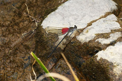 Archineura incarnata