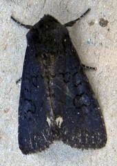 Melanchra assimilis