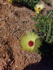 Cephalophyllum pillansii