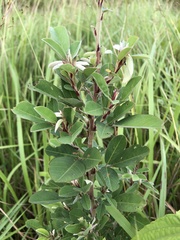 Grona heterocarpos strigosa