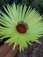 Cephalophyllum pillansii