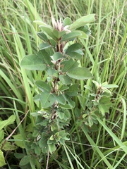 Grona heterocarpos strigosa