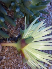 Cephalophyllum pillansii