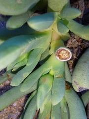 Cephalophyllum pillansii