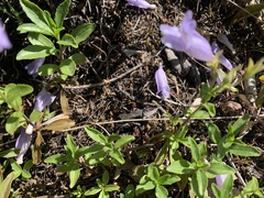 Penstemon ellipticus