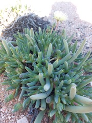 Cephalophyllum pillansii
